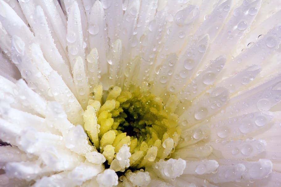 white, yellow, spider chrysanthemums, droplets, closeup, photography, flower, chrysanthemum, nature, beauty