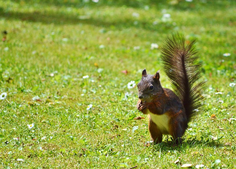 squirrel, nager, rodent, cute, nature, cheeky, animal, garden, animal themes, animal wildlife