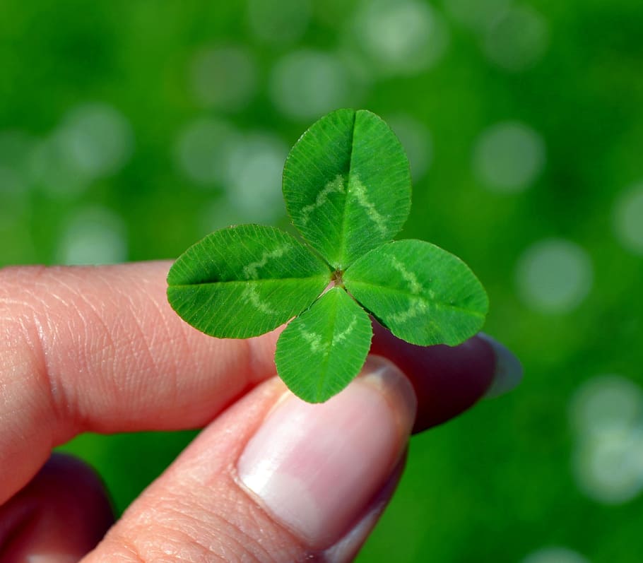 person, holding, green, leaf, klee, four leaf clover, lucky clover, lucky charm, nature, green Color
