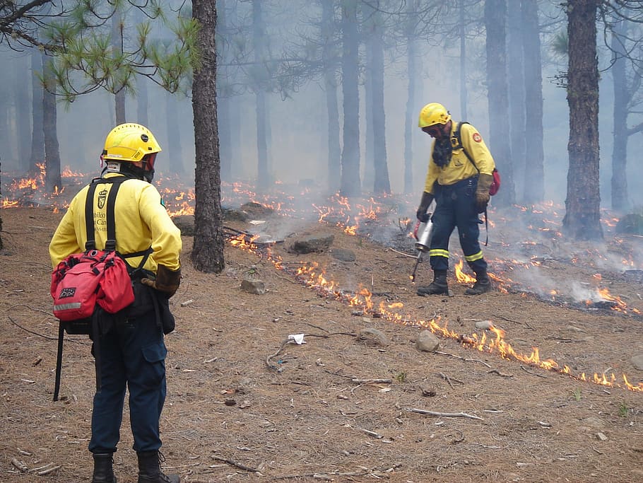 Forest, Trees, Woods, Spain, fire line, starting, firemen, firefighters, nature, outside