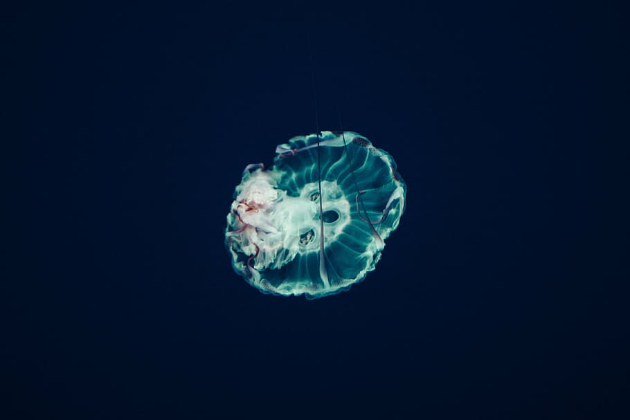 underwater, photography, jellyfish, aquatic, animal, ocean, blue, water, sea life, undersea