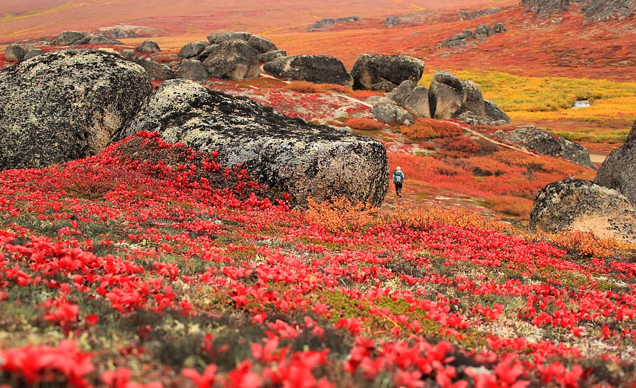 Stunning, colors, petaled, field, flowers, beauty in nature, plant, red, rock, tranquility