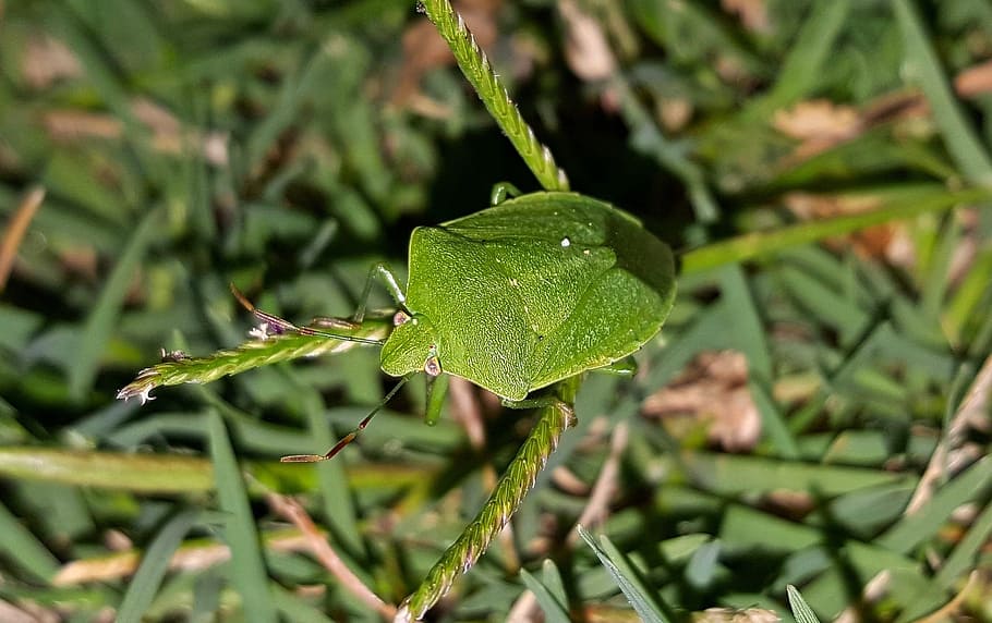 Green Stink Bug, Insect, bug, stink bug, flying insect, creature, stinky, close up, green bug, green
