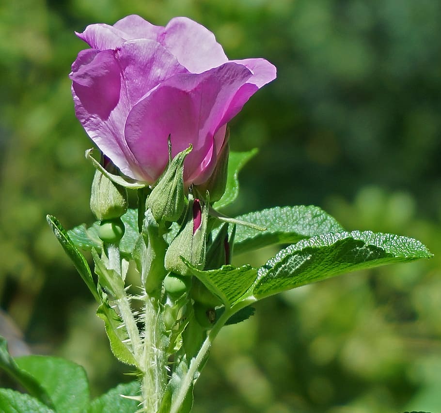 Rugosa Rose, capullos, flor, rosa, rugosa rosa con capullos, brote, floración, hojas, jardín, naturaleza