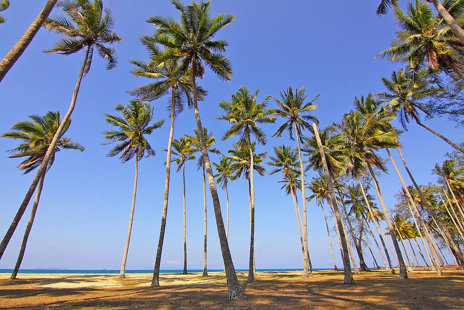 coconut, tree, nature, plant, green, leaves, beach, blue, ocean, sea