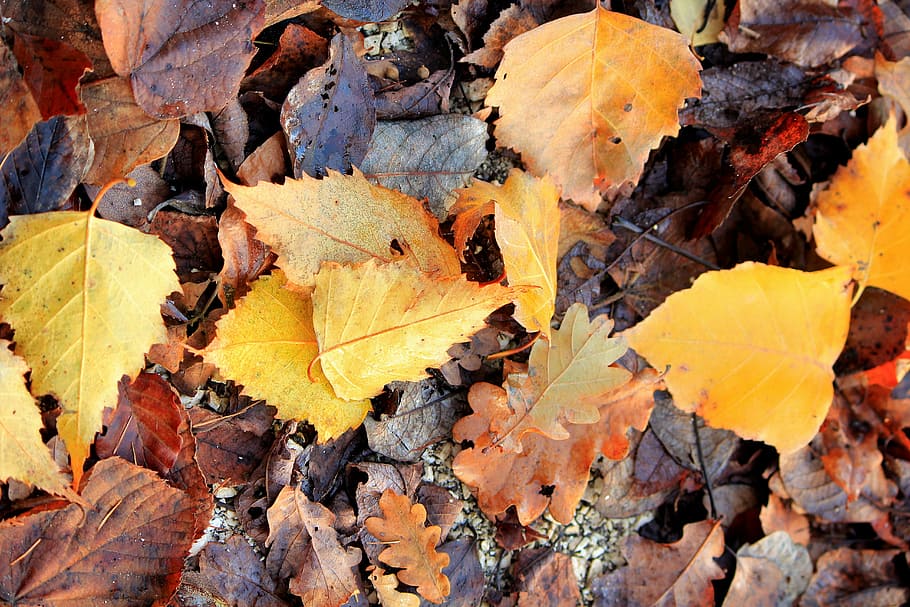 daun, musim gugur, berjatuhan, berjamur, basah, perubahan, kering, bagian tanaman, alam, bingkai penuh