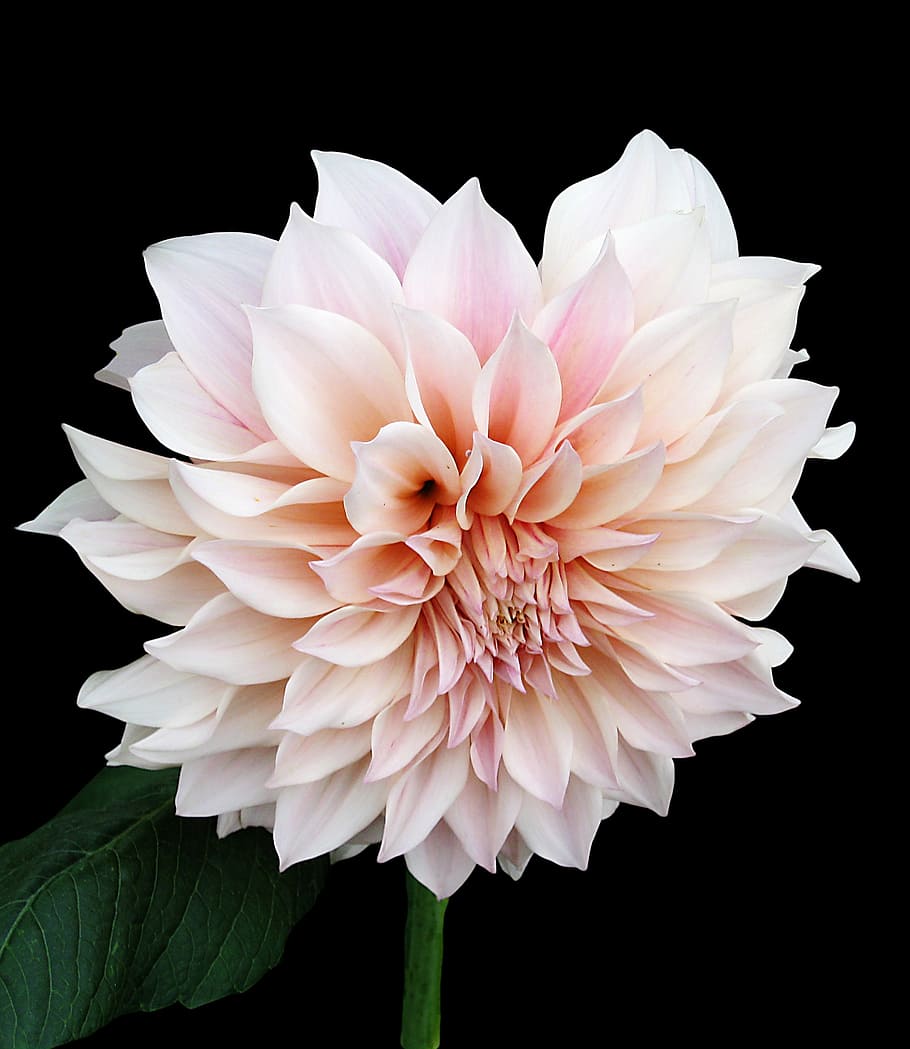 pink, dahlia flower, bloom selective-focus photography, dahlia, tender, isolated, petal, flowering plant, flower, fragility