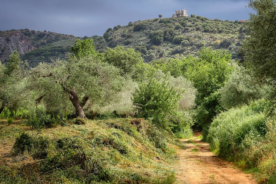 walk, hiking, crete, greece, flower meadow, olive tree, landscape, nature, away, idyllic