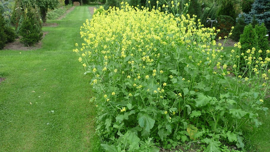 mustard, bunga, kuning, kelompok bunga, rush, zierkoniferen, nursery, summer, tanaman, tanaman berbunga