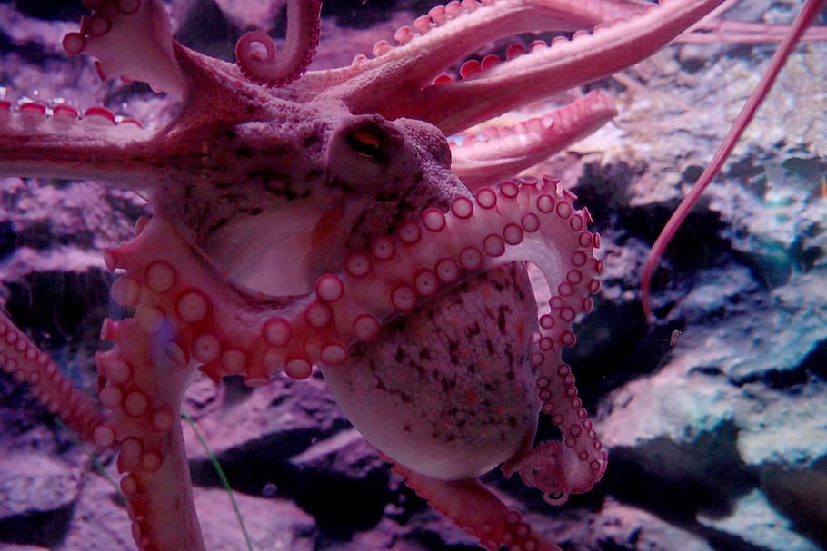 rosa, branco, polvo, tentáculos, otários, mundo submarino, oceanário, timidez, um animal, subaquático