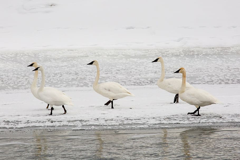 white, geese, snow, trumpeter swans, winter, cold, wildlife, nature, birds, ice