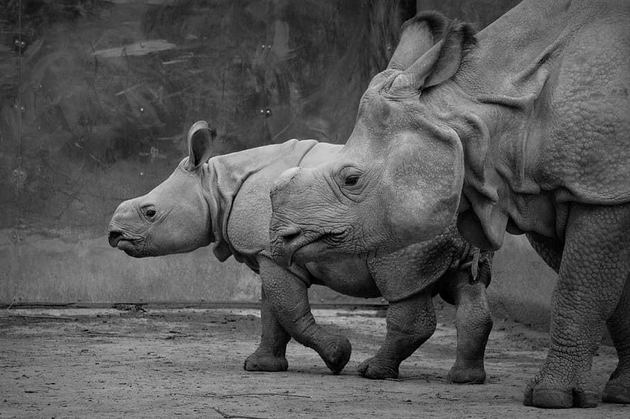 rinoceronte, bebé rinoceronte, animal, mamífero, ternero, blanco y negro, grande, vida silvestre, temas animales, fauna animal
