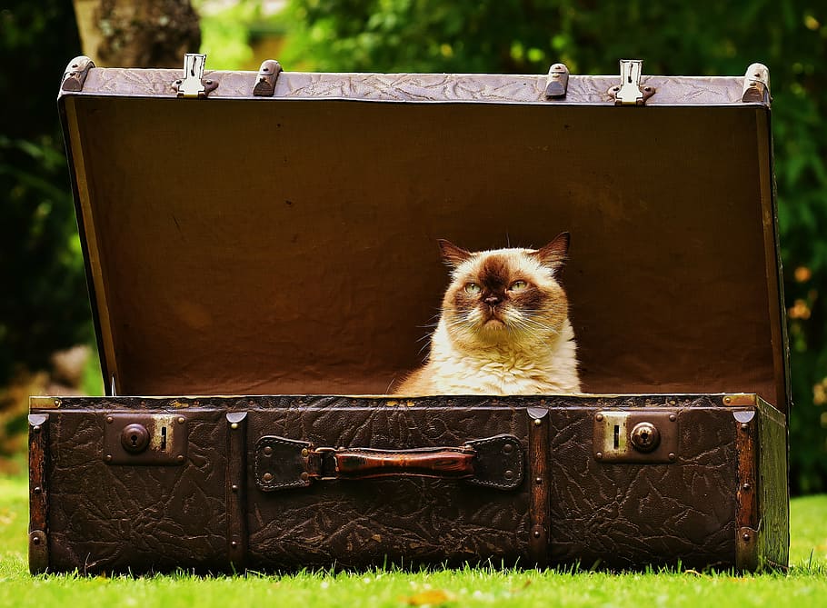 marrom, gato, dentro, caixa no peito, bagagem, antiguidade, shorthair britânico, engraçado, curioso, couro