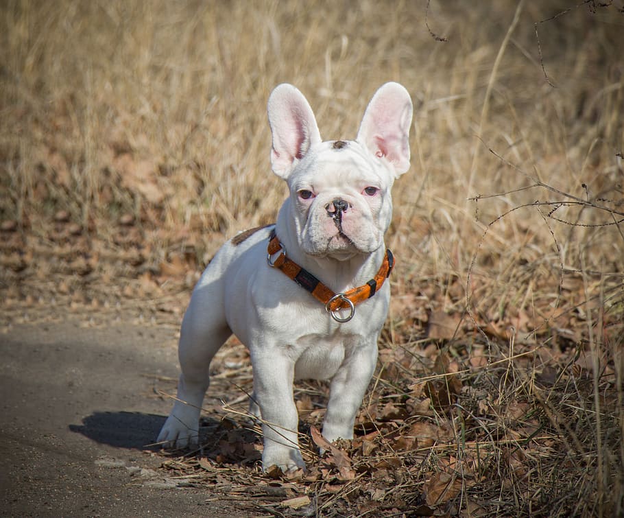 bulldog francês, engraçado, cachorrinho, orelhas, branco, animal de estimação, animal, fofo, adorável, pedigree