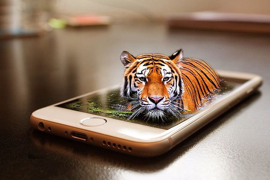 gold iphone 6, brown, surface, tiger, wildlife, zoo, cat, animal, world, iphone