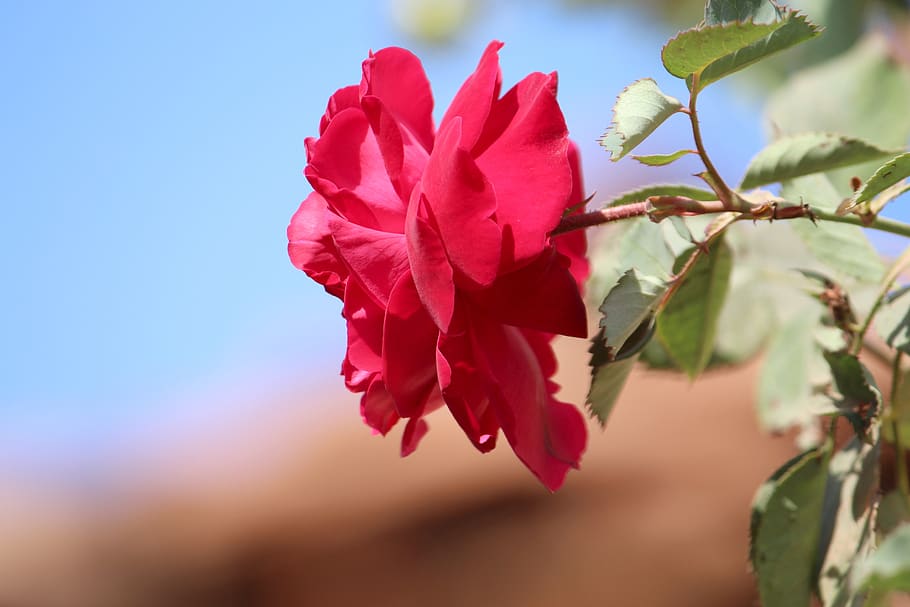 flower, red rose, rose, nature, pink flower, gulab ka fool, gulab, rose wallpaper, rose picture, red