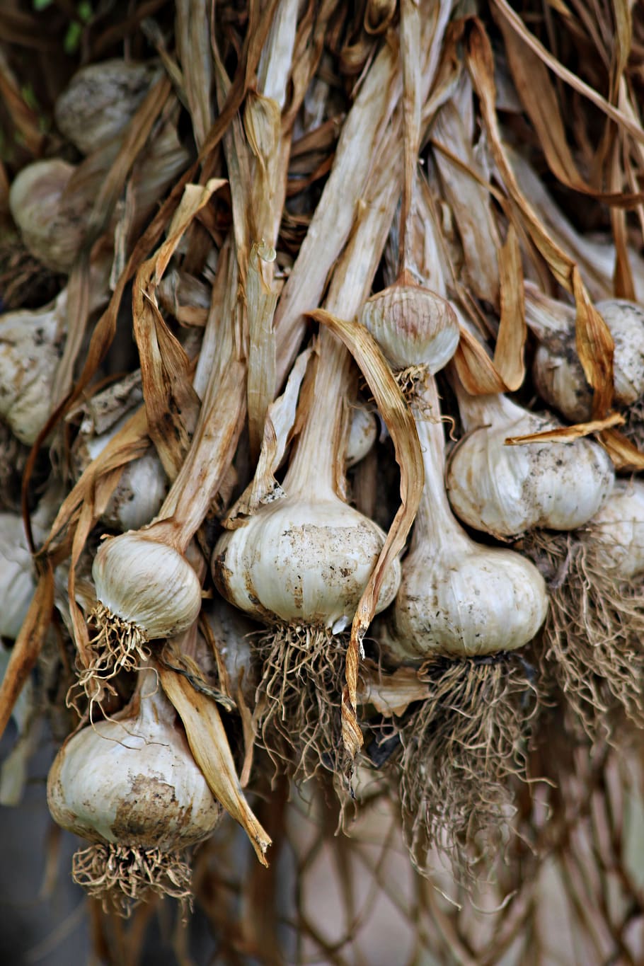 garlic, food, gourmet, healthy, vegetables, traditional, dinner, harvest, kitchen, table