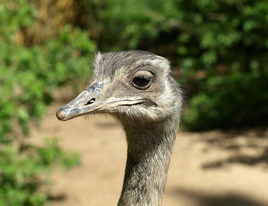 bokeh shot, gray, ostrich, rhea bird, flightless bird, head, big bird, portrait, rheidae, bird
