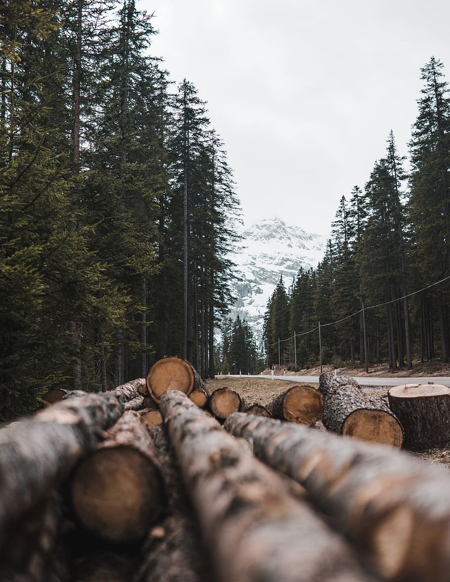 wood, forest, alps, nature, landscape, trees, green, mood, fog, plant