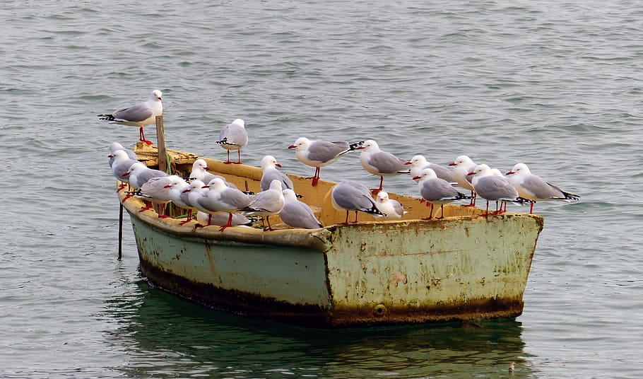 Seagull, sailors, birds, boat, daytime, bird, animals in the wild, water, animal wildlife, group of animals