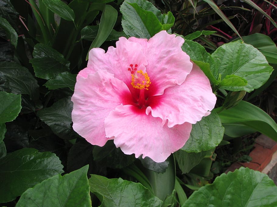 hibiscus, ishigaki island, outlying islands, pink, yellow, red, flowers, green, large, okinawa