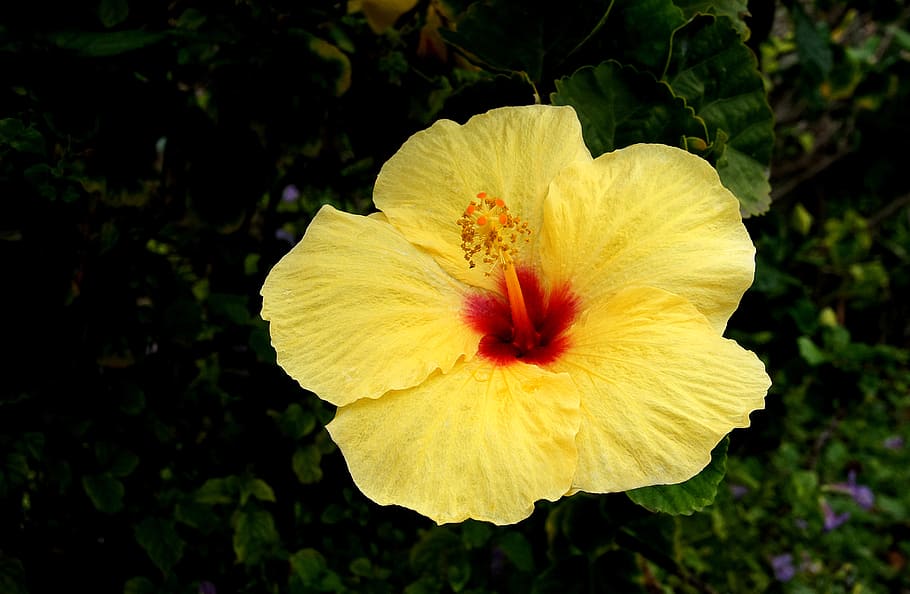 Hibiscus, closeup, flower, flowering plant, petal, fragility, beauty in nature, plant, vulnerability, freshness
