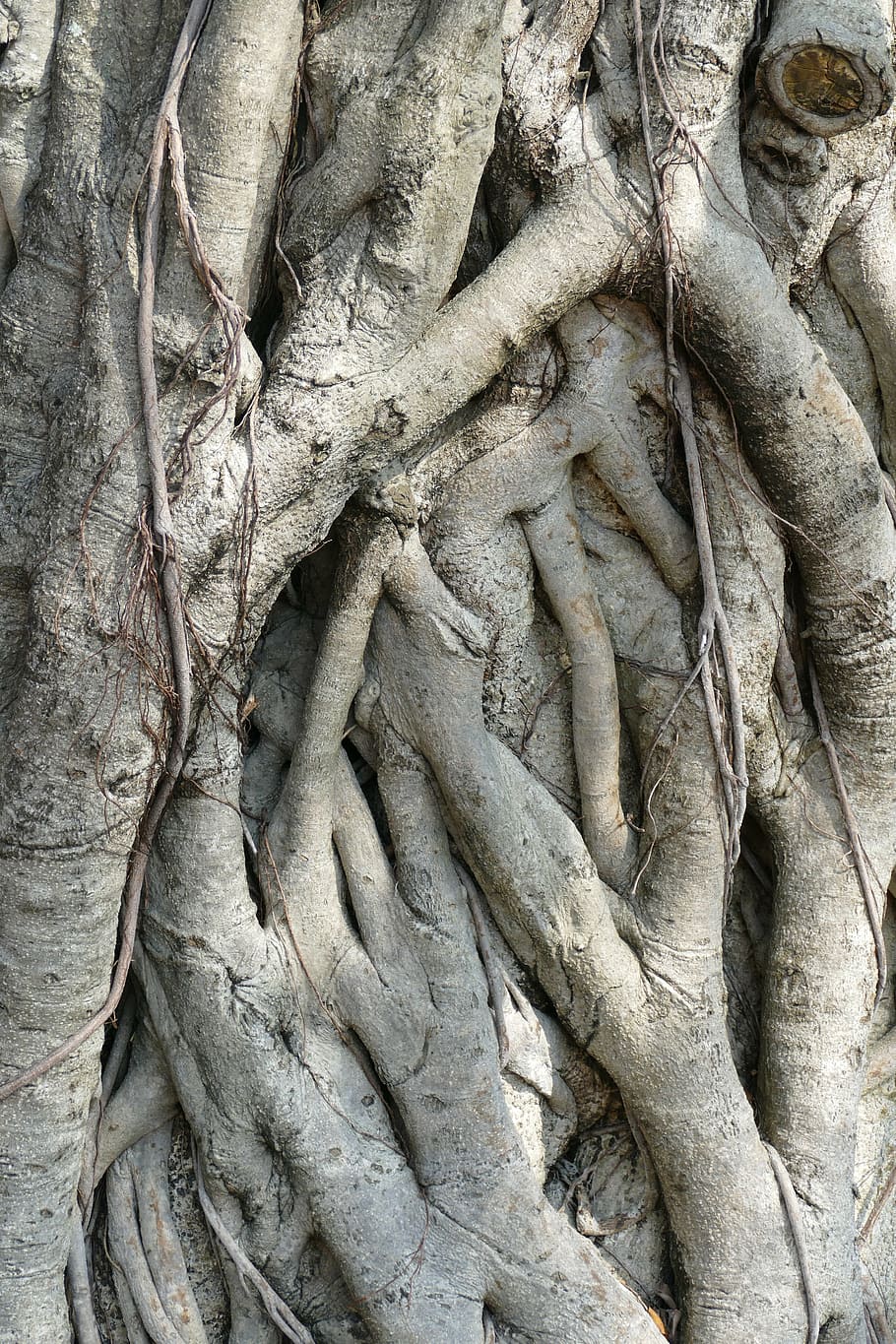 tree, root, nature, tree root, log, devoured, taiwan, overgrown, root network, full frame
