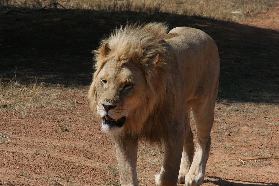 White Lion, Safari, Mane, lion, animal themes, one animal, animals in the wild, mammal, day, outdoors