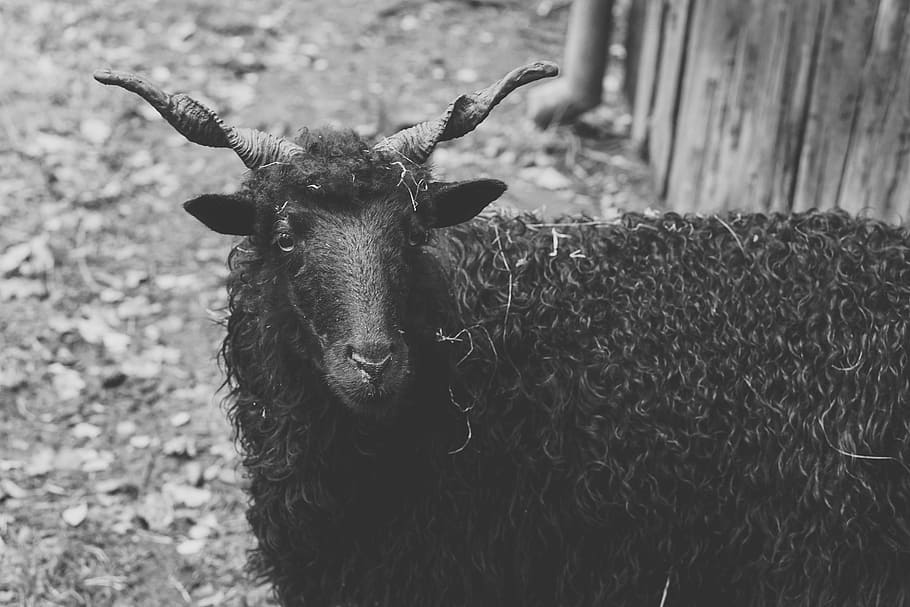 sheep, black, horns, black sheep, wool, animals, animal, black and white, meadow, captivity
