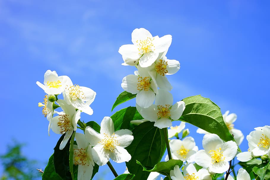white flowers, mock orange, jasmin, flowers, white, european whistle shrub, philadelphus coronary, pale whistle shrub, summer jasmine, bauer jasmin