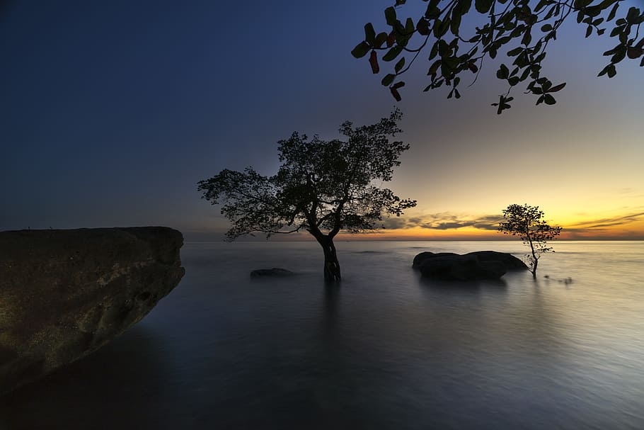 tree, body, water, the sun, phuquoc, island, vietnam, the beach, mangrove, trees