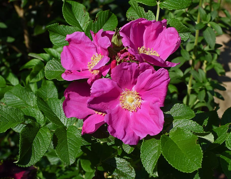 rose, rugosa rose with buds, bud, flower, blossom, bloom, leaves, garden, nature, plant