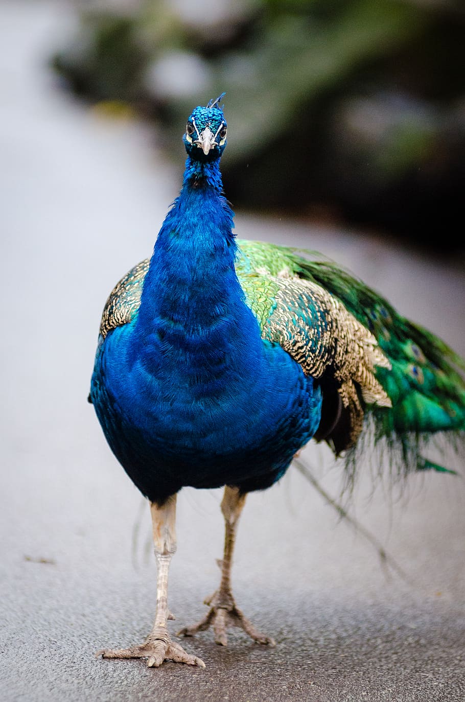 Peacock, closeup photo of peacock, animal themes, animal, bird, vertebrate, one animal, animal wildlife, animals in the wild, blue