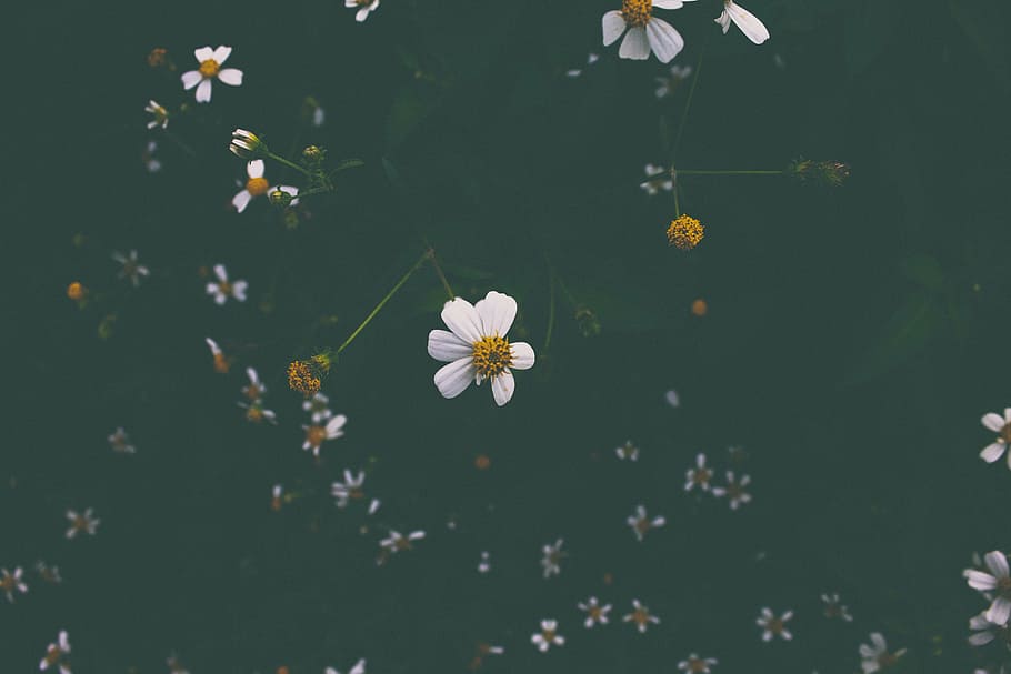putih, bunga kosmos, closeup, fotografi, bunga, banyak, daun bunga, berkembang, gelap, tanaman