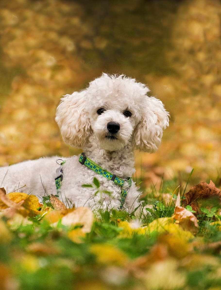 caniche, caniche miniatura, perro, preocupaciones, prado, hojas, otoño, canino, un animal, doméstico