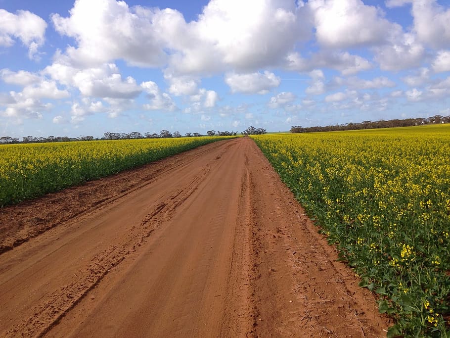 Road, Country, Canola, Rural, agricultural, farming, farm, sky, nature, rural Scene