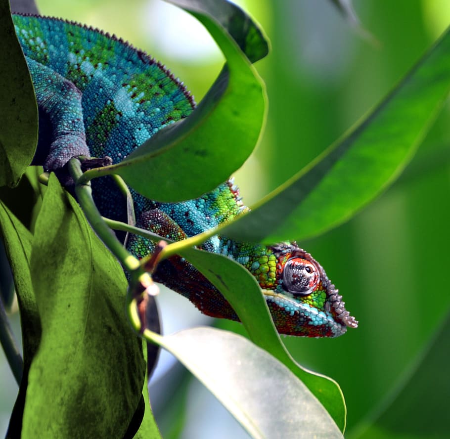 Зверь грин. Зеленые джунгли макро звери. Грин животное. Chameleon Green Colour. Хамелеон зеленый оттенок тонр.