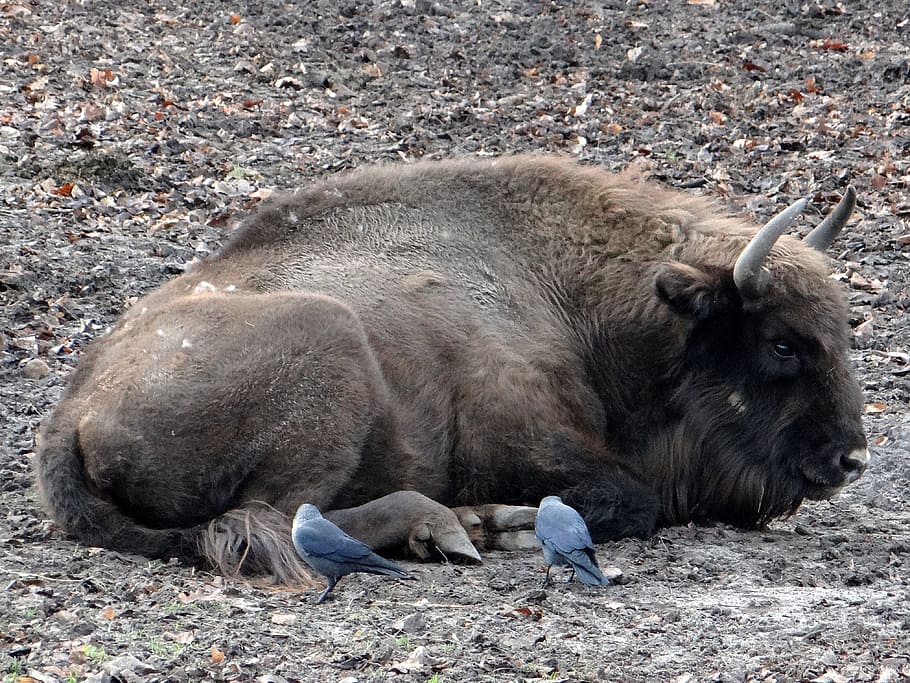bison, łożyskowiec, bullish, ungulates, mammal, animal, fauna, wild animal, large, herbivores