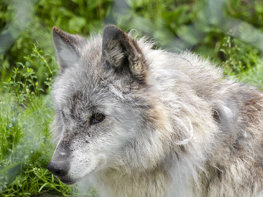 grey wolf, wolf, wild, animal, wildlife, nature, mammal, predator, canine, timber