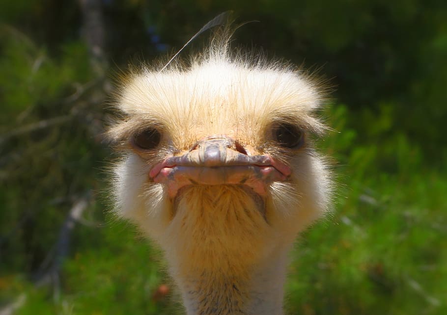portrait photo, ostrich, animal, nature, wildlife, beak, head, eye, crabby, grumpy