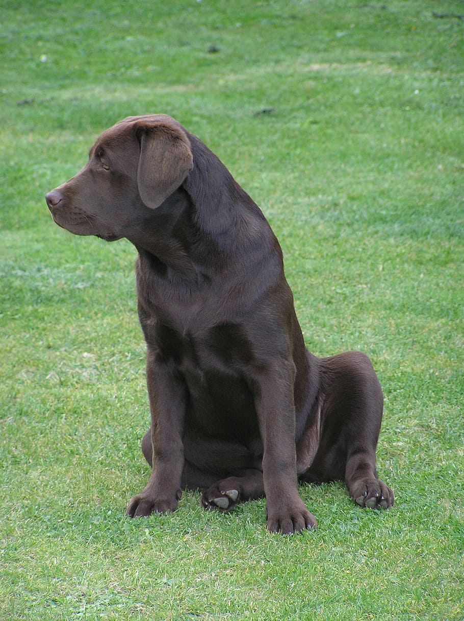 Labrador, Dog, Chocolate, Puppy, Canine, labrador, dog, young, purebred, cute, pets