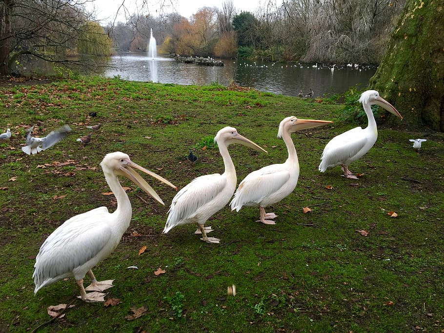 Animals, Nature, Bird, England, park, creature, pelicans, bill, wildlife photography, pond
