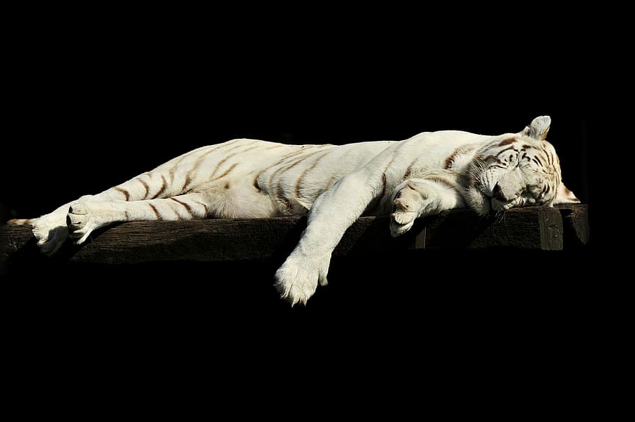 branco, tigre, postura, marrom, de madeira, prancha, preguiçoso, dormindo, animal, jardim zoológico