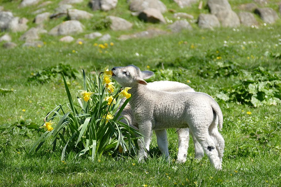 lambs, easter, animal, cute, leap, season, animal themes, plant, mammal, grass