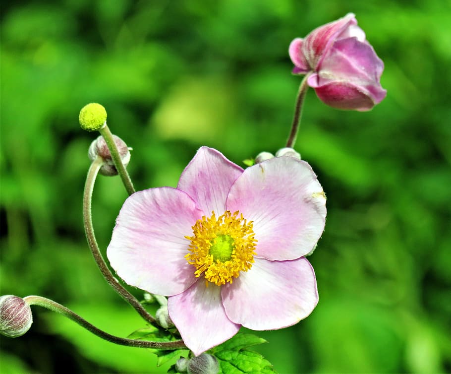 tanaman, anemon jatuh, anemon Jepang, bunga, bunga merah muda, tabung serbuk sari kuning, kuncup, taman, alam, dekat