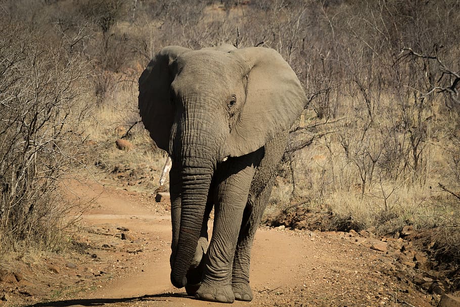 gajah abu-abu, gajah, afrika, margasatwa, safari, pachyderm, alam, safari Hewan, hewan In The Wild, hewan