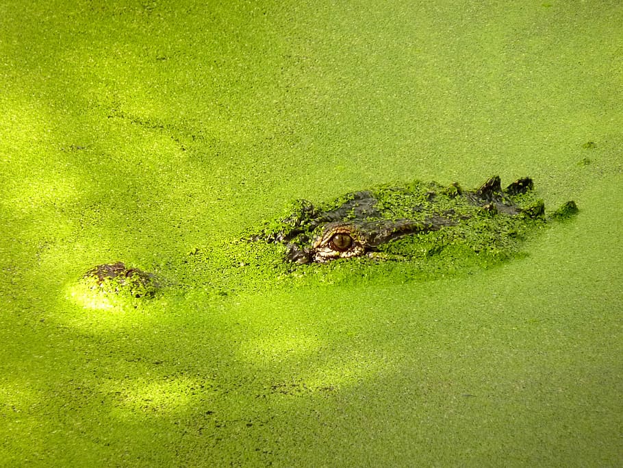 crocodile, green, predator, the eyes, water, green color, plant, algae, grass, nature