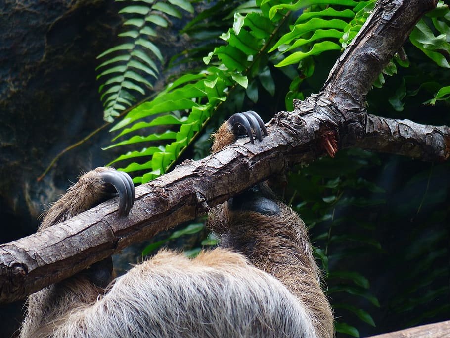 sloth, claw, detention, clamp, depend, climb, two-toed sloth, choloepus, actual two-toed sloth, unau