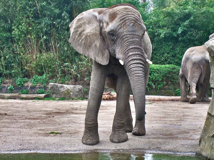 grey, elephant calf, standing, body, water, daytime, elephant, zoo, ivory, animal themes