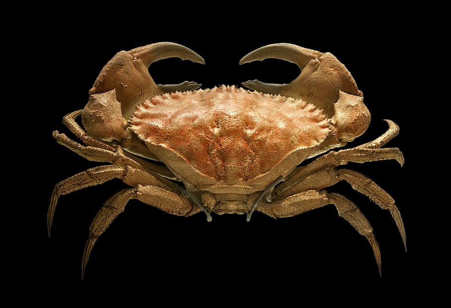 toothed rock crab, -, Toothed, rock crab, Cancer bellianus, animal, crustacean, photos, public domain, crab